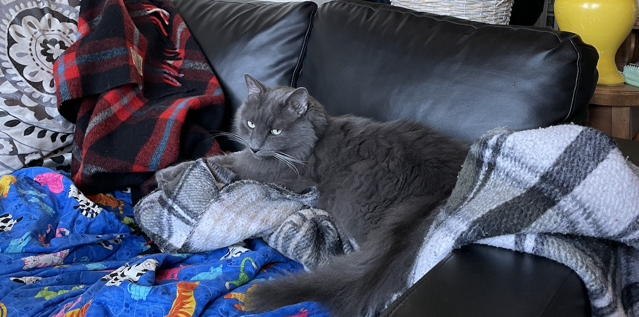 Mon chat qui est tout content sur mes couettes en laines...